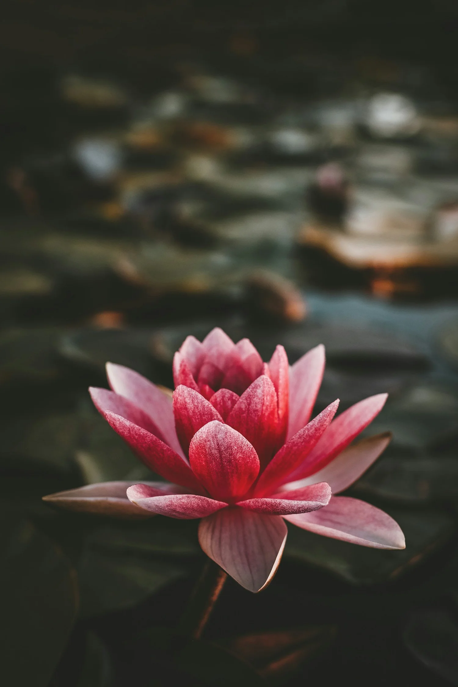 Pink lotus flower open above dark, still water